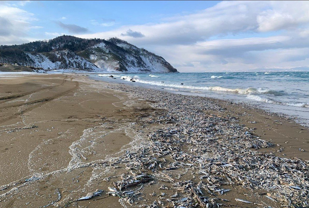 На острове Кунашир произошел массовый выброс рыбы